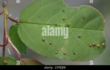 Acaro di zenzero di prugna (Eriophyes emarginatae) Foto Stock