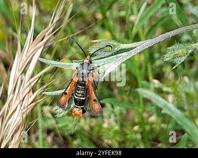 Sgombero delle fiamme (Pyropteron chrysidiforme) Foto Stock