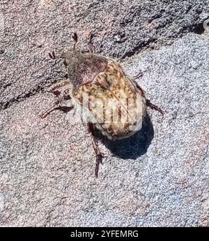 Fiore Bumble Beetle (Euphoria inda) Foto Stock