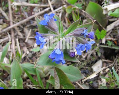 Lungwort peloso (Pulmonaria mollis) Foto Stock