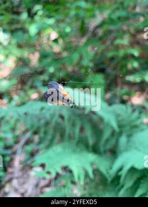 Smoky Moth con toppe arancioni (Pyromorpha dimidiata) Foto Stock