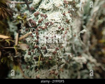 Brown Beret Lichen (Baeomyces rufus) Foto Stock