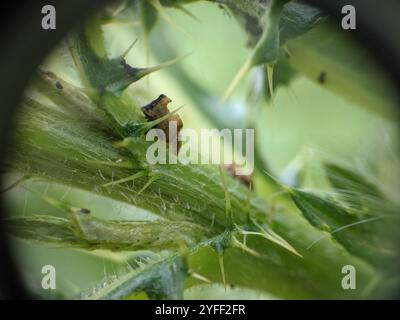 Tramoggia con chiglia (Entylia carinata) Foto Stock