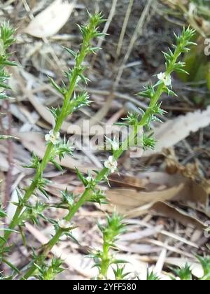 Cardo Russo meridionale (Salsola australis) Foto Stock