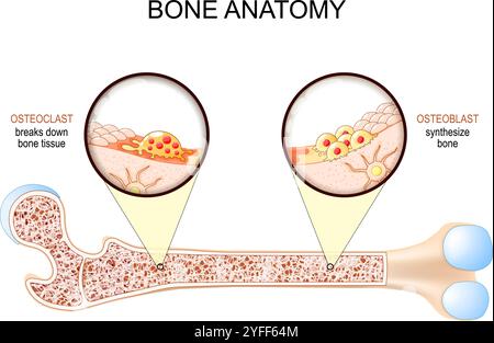 Anatomia ossea. Primo piano dell'osteoclasto per Breaks Down Bone Tissue, Osteoblast che sintetizza ossa e osteociti. Sezione trasversale di un femore umano. VECTO Illustrazione Vettoriale