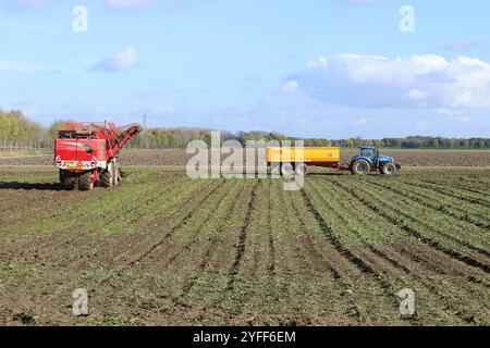 un paesaggio rurale con una trebbiatrice di barbabietole rosse e un trattore con rimorchio ribaltabile e cielo blu nella campagna olandese in autunno Foto Stock