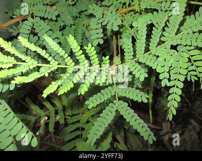 Sonaglino piangente (Peltophorum africanum) Foto Stock