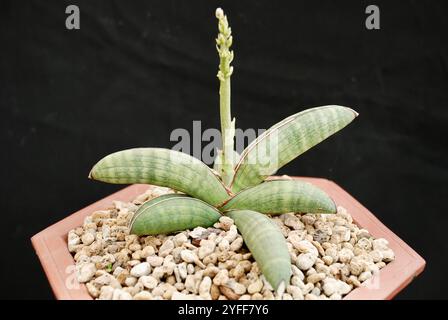 Pianta di sansevieria splendidamente unica in vaso con piccoli ciottoli isolati su sfondo nero. Adatto per l'istruzione Foto Stock