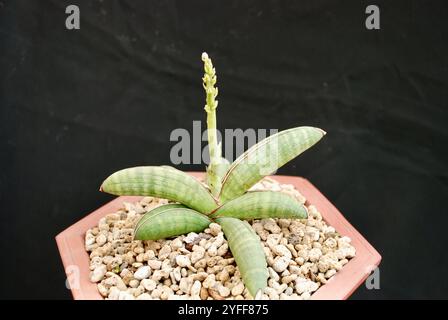 Pianta di sansevieria splendidamente unica in vaso con piccoli ciottoli isolati su sfondo nero. Adatto per l'istruzione Foto Stock