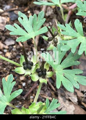 Texas Geranium (Geranium texanum) Foto Stock