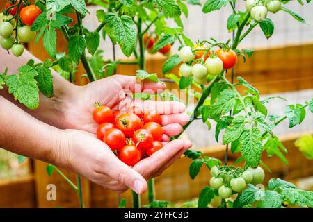 Immagine ravvicinata delle mani della donna che tengono i pomodori ciliegini con la pianta di pomodoro sullo sfondo Foto Stock