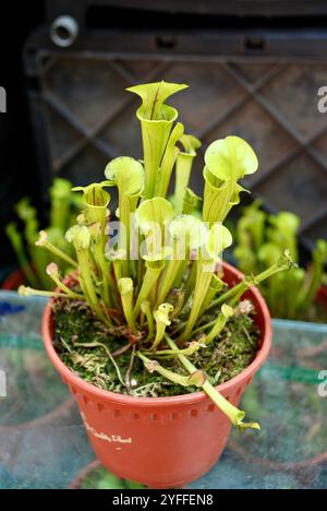 Exoticn piante ornamentali carnivore Sarracenia flava, la itcherplant gialla, piantata sulla pentola Foto Stock