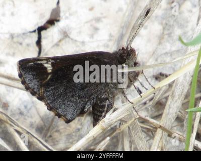 Comune skipper stradale (Amblyscirtes vialis) Foto Stock