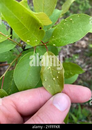 Acaro di zenzero di prugna (Eriophyes emarginatae) Foto Stock