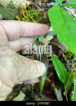 Piccolo Jack-in-the-pulpit (Arisaema pusillum) Foto Stock