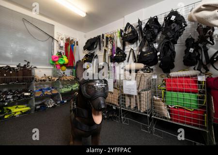 Alan e Sally Dickinson, il team di marito e moglie dietro l'azienda del Surrey Von Wolf K9, con sede in un piccolo negozio a un piano, Horley, Inghilterra, Regno Unito Foto Stock