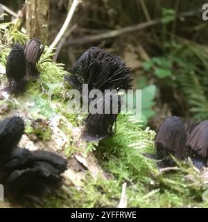 Canna di cioccolato (Stemonitis Splendens) Foto Stock