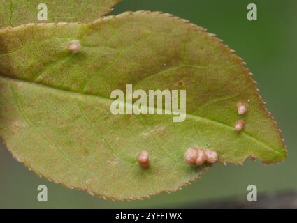 Acaro di zenzero di prugna (Eriophyes emarginatae) Foto Stock