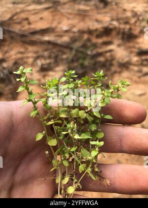 Chaffweed (Lysimachia minima) Foto Stock