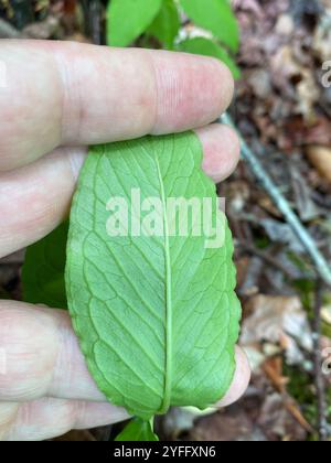 Piccolo Jack-in-the-pulpit (Arisaema pusillum) Foto Stock