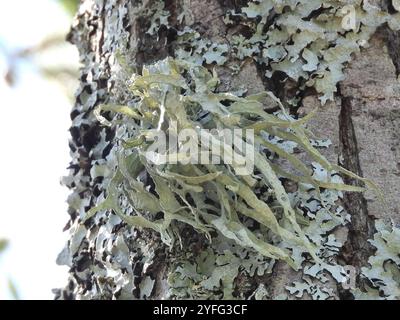 Lichen della cartilagine (Ramalina fraxinea) Foto Stock