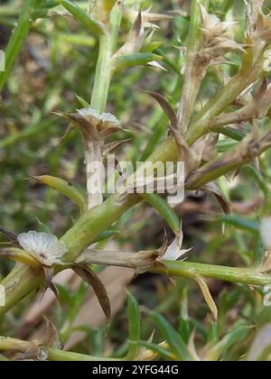 Cardo Russo meridionale (Salsola australis) Foto Stock