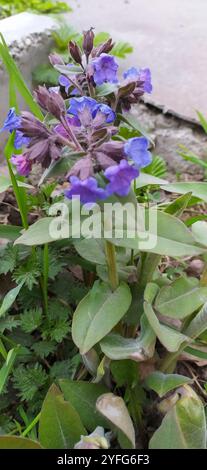 Lungwort peloso (Pulmonaria mollis) Foto Stock