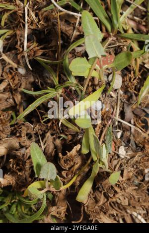 Saltbush strisciante (Atriplex prostrata) Foto Stock