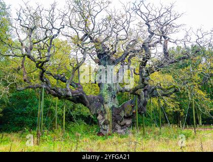 La Major Oak, una grande quercia inglese vicino al villaggio di Edwinstowe nel mezzo della foresta di Sherwood, Nottinghamshire, Inghilterra, Regno Unito Foto Stock