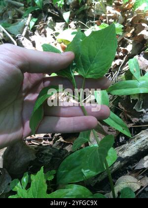 tonalità notte dell'incantatore a foglia larga (Circaea canadensis) Foto Stock