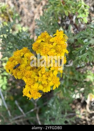 Girasole legnoso (Eriophyllum staechadifolium) Foto Stock