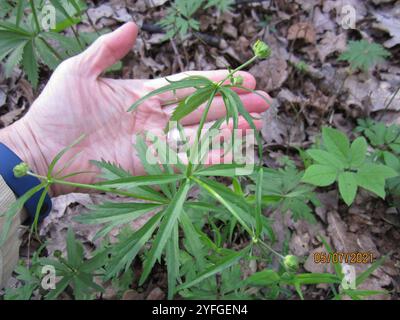 Coppe kashubiane (Ranunculus cassubicus) Foto Stock