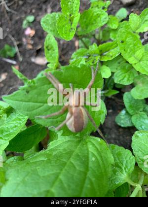 American Nursery Web Spider (Pisaurina mira) Foto Stock