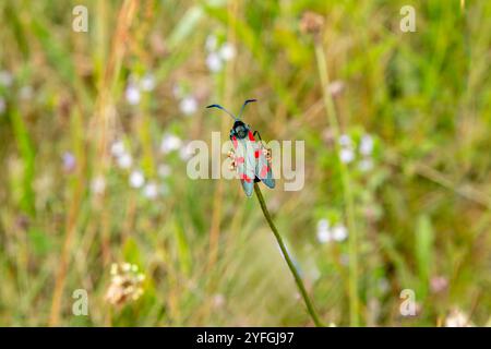 Primo piano di una falena di Cinnabar, Tyria jacobaeae, imago del bruco Zebra nero e giallo che vive sul velenoso ragwort giallo fiorito, ja Foto Stock