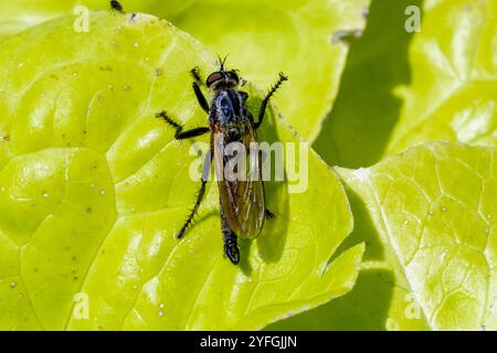 Foto macro di un Robber Fly, Eutolmus rufibarbis, con boccali ben visibili, testa pelosa e centrocorpo e ali trasparenti in piedi su una foglia Foto Stock