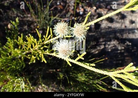 Cono Stompie (Brunia noduliflora) Foto Stock