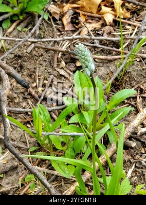 camas atlantiche (Camassia scilloides) Foto Stock