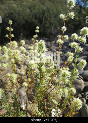 Legno spagnolo maggiorana (Thymus mastichina) Foto Stock