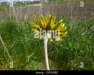 Barba di capra orientale (Tragopogon orientalis) Foto Stock