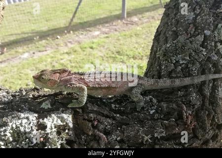 Knysna camaleonte nano (Bradypodion damaranum) Foto Stock