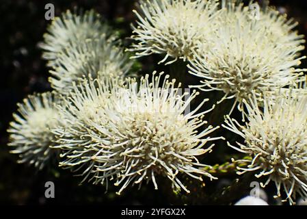 Cono Stompie (Brunia noduliflora) Foto Stock