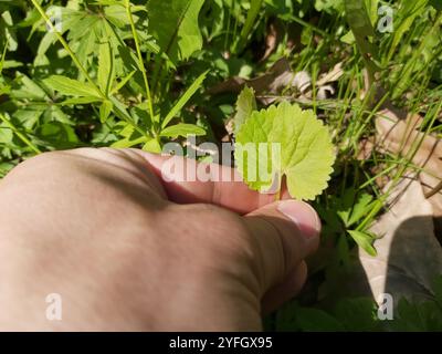 Coppe kashubiane (Ranunculus cassubicus) Foto Stock