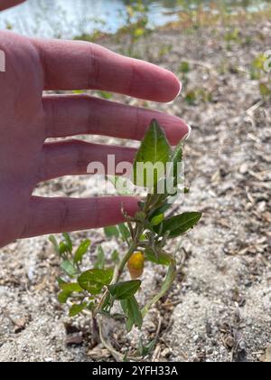 Saltbush strisciante (Atriplex prostrata) Foto Stock