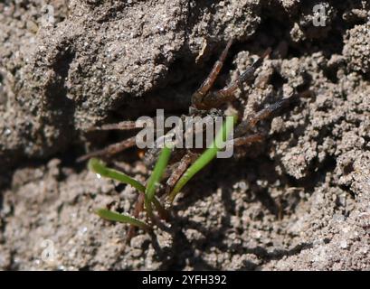 Ragno lupo in terra (Trochosa terricola) Foto Stock