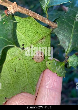 Semi-Slug iridescente (Ubiquitarion iridis) Foto Stock