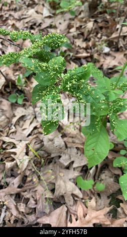 Acaro di zenzero di prugna (Eriophyes emarginatae) Foto Stock