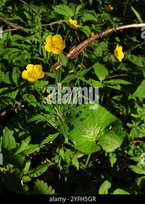 Coppe kashubiane (Ranunculus cassubicus) Foto Stock