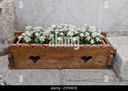 Piante di stella alpina in fiore (Leontopodium nivale alpinum), in una pentola di legno su un pavimento in pietra, Courmayeur, Valle d'Aosta, Italia Foto Stock