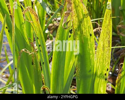 Coleottero delle pulci dell'Iris (Aphthona nonstriata) Foto Stock
