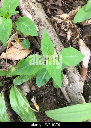 tonalità notte dell'incantatore a foglia larga (Circaea canadensis) Foto Stock